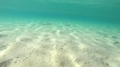 Clear water shows light patterns on the sandy floor at a tropical beach in summe Stock Footage 335333624