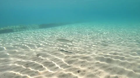 Clear water shows light patterns on the sandy floor at a tropical beach in summe Stock Footage 335333626