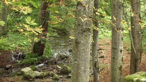 Clear water spring in the forest on a mountainside autumn landscape  Stock Footage 83242081