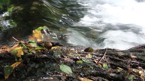 Clear water stream flowing over mossy rocks and autumn leaves in Galicia for Stock Footage 335786345