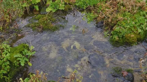 Clear water stream flowing through a forest with green moss and stones Stock Footage 320852770