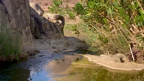 Clear water stream flowing through a rocky desert oasis surrounded by lush Stock Footage 342683417