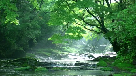 Clear water stream Stock Footage 48916537