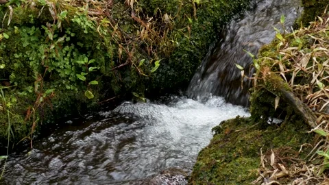 Clear Water Stream Rushing Through Green Moss Rocks Vídeo Stock 341789900