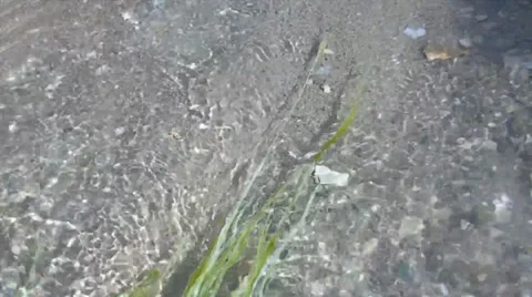 Clear Water Stream with a Seaweed Stock Footage 32132108