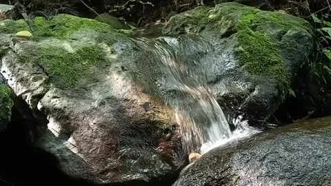 Clear Water Stream in Tropical Forest – Fresh Flow Over Rocks Stock Footage 329780332