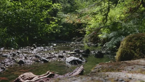 Clear water streams past rocks in California redwood forest Video stock 343818403