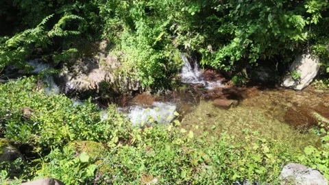 Clear Water Surface and Small Waterfall in Forest Stock Footage 346506850