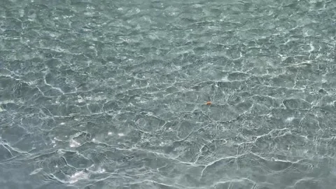 Clear Water Surface with Floating Leaf Stock Footage 339022018