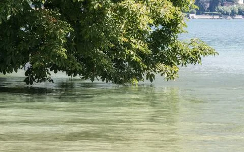 Clear water surface with overhanging tree branches and distant shoreline Stock Photos