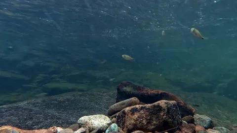 Clear water of a tropical stream full of small tropical fish Vidéo 336914954