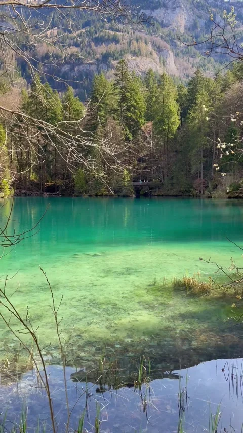 Clear water view in Blausee / Blue Lake - Bernese Oberland, Switzerland. 動画素材 274778426