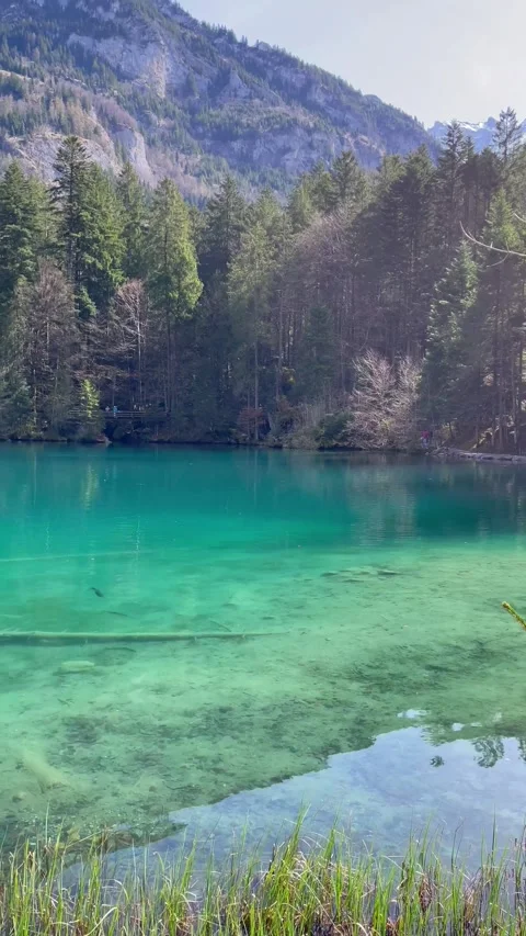 Clear water view in Blausee / Blue Lake - Bernese Oberland, Switzerland. 動画素材 274778452
