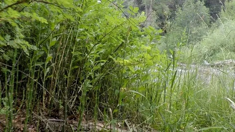 Clear water washes down a mountain river. Stock Footage 93534674