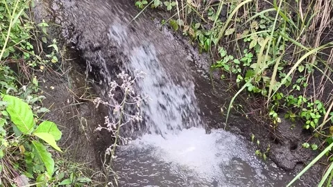 Clear water waves flowing in the rice field ditch (2) Stock Footage 319425011