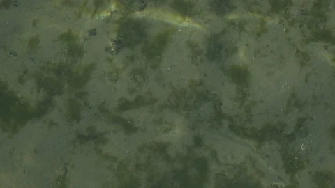 Clear water waves with leafes, stones and sand Stockbeeldmateriaal 85539451