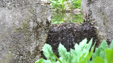 Clear waterfall flowing down. Rainforest full of green plants. Stock Footage 92352641