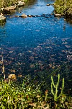 Clear Waters: The Transparency and Tranquility of a Natural Stream Stock Photos