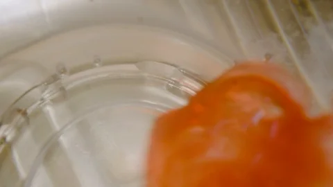 Clear waters turn red Stock Footage 107235777