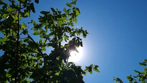 Clear Weather And The Sun Shining Through The Leaves Of The Trees Stock Footage 280638532