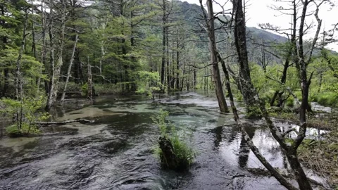 Clear Wetland in Forest Stock Footage 331239536