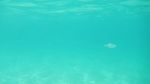 CLEAR WHITE SAND WITH WHITE FISH 스톡 동영상 138336833