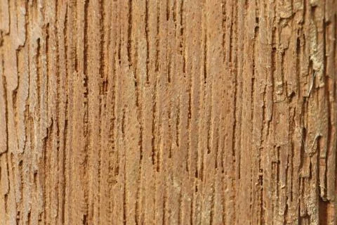 Clear wood texture Stock Photos
