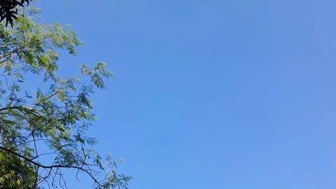 Clearblueskywithtreebranchandleaves Vídeo Stock 331658415