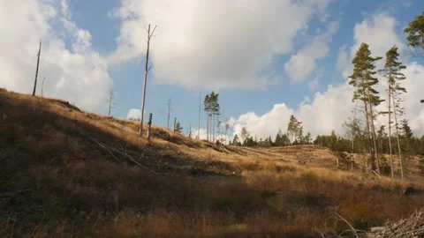 Clearcut Forest with few Pine trees left, Modern Forestry in Sweden, Pan shot Stock Footage 226192167