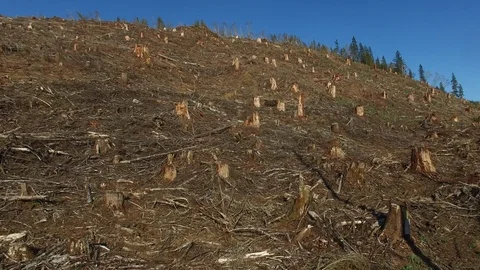 Clearcut forest, Olympic Peninsula, Washington Video stock 87100860