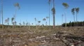 Clearcut land. Land that has been logged in Northern Ontario. HD Footage
