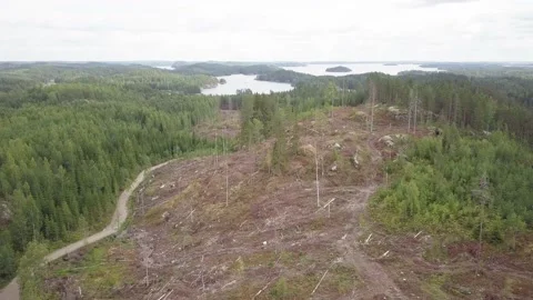 Clearcut logging area in forest with lake background Stock Footage 156999210