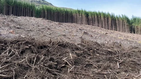Clearcut Logging Operation along Great Glen Way Trail In Scotland Stock Footage 201756952