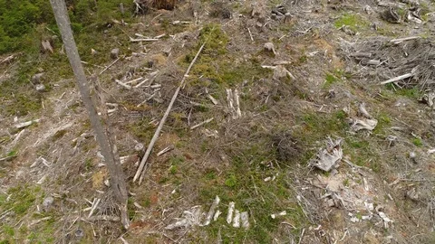 Clearcut Logging Site Stock-Footage 76038826