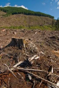 Clearcut Stock Photos