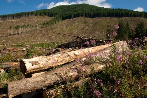 Clearcut Stock Photos