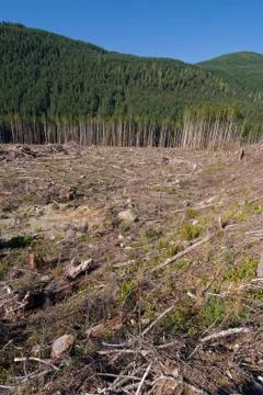 Clearcut Stock Photos