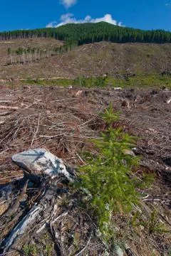 Clearcut Stock Photos