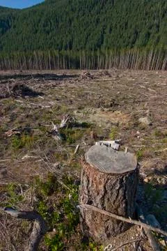 Clearcut Stock Photos