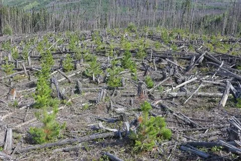 Clearcut Stock Photos