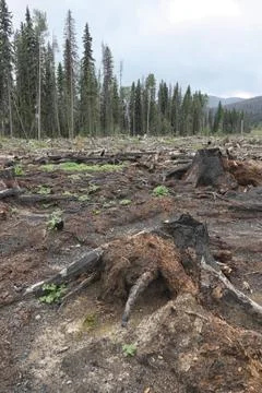 Clearcut Stock Photos