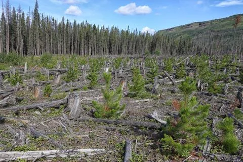 Clearcut Stock Photos