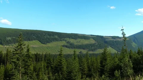 A clearcut section of forest mountains after logging. Stock Footage 118082564