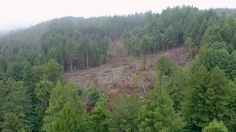 Clearcut section of redwood trees Drone aerial sideways Stock Footage 214713935
