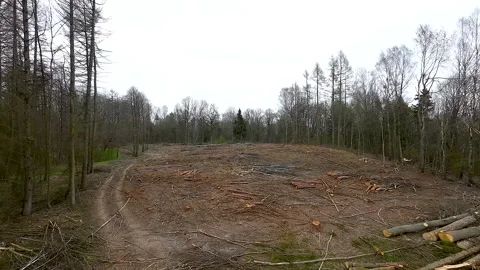 Clearcut tract of land in wilderness, tree felling for timber trade Stock Footage 239361291