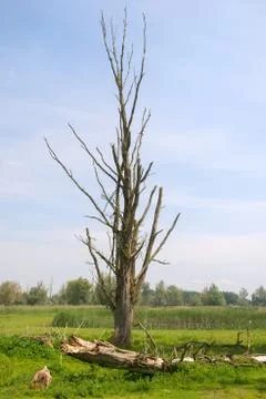 Clearcutted nature with tree Foto stock