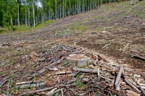 Clearcutting, clearfelling or clearcut logging in beech forest Stock Photos