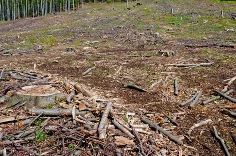 Clearcutting, clearfelling or clearcut logging in beech forest Stock Photos