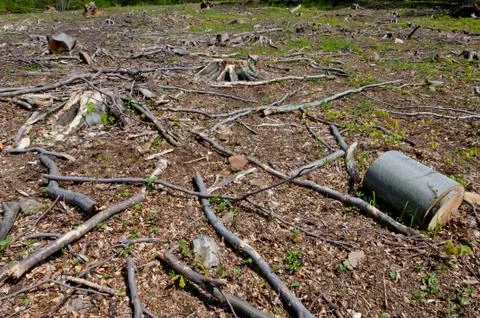 Clearcutting, clearfelling or clearcut logging in beech forest Stock Photos