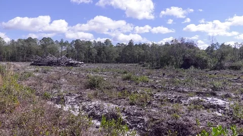 Clearcutting for development Stock Footage 73211049